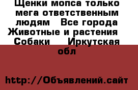 Щенки мопса только мега-ответственным людям - Все города Животные и растения » Собаки   . Иркутская обл.